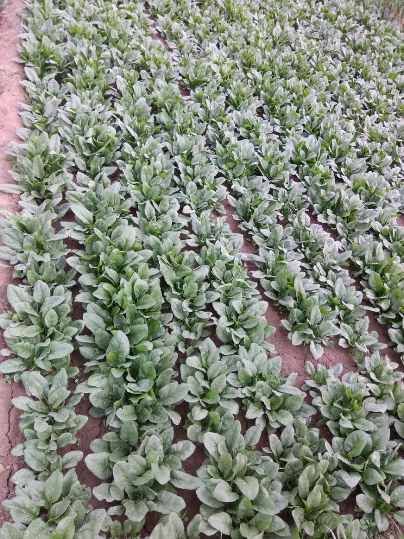 菠菜25~30厘米