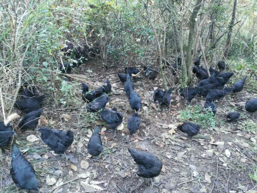 绿壳鸡蛋贵州黔南州瓮安县_批发_供应-一亩田