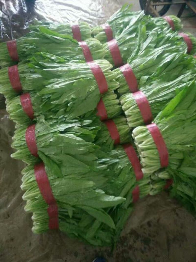 油麦菜20~25厘米以上