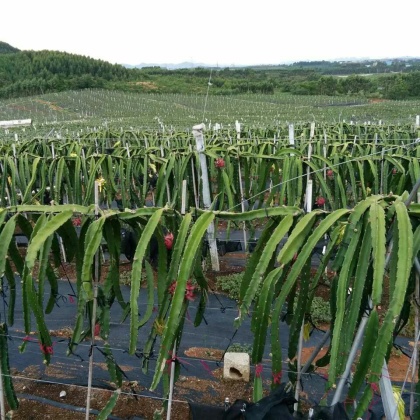 广西南宁市隆安县金都1号火龙果 大(7两以上)批