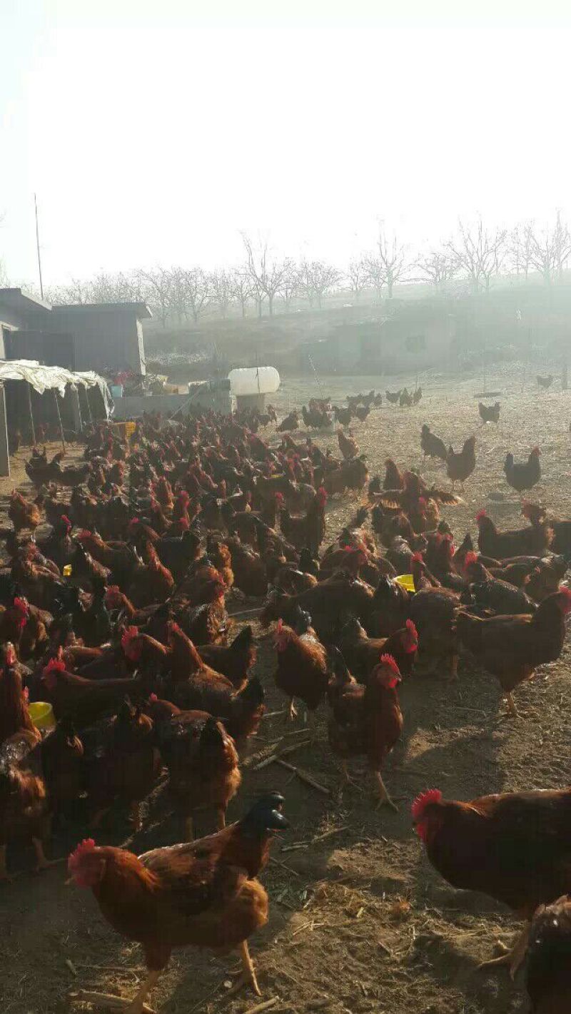 土地出租养鸡场