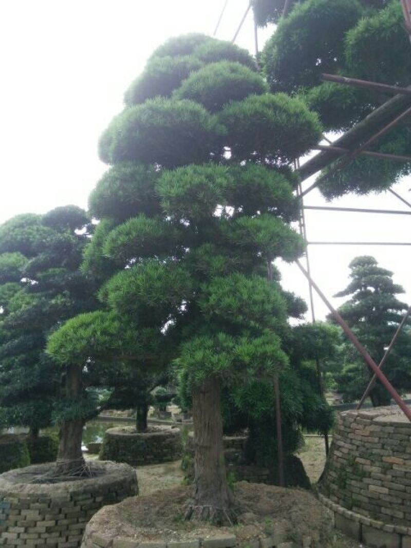 造型松10公分