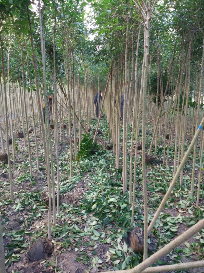 大叶女贞4cm以下