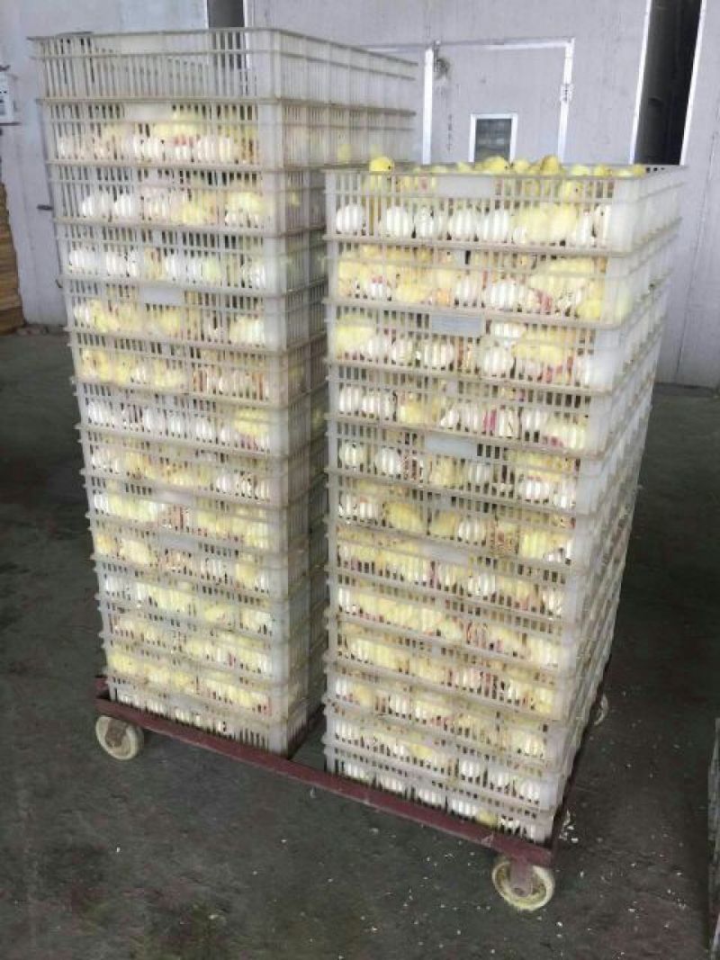 狮头鹅苗250g以下