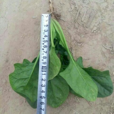 大叶菠菜20~25厘米
