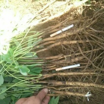 白芍种苗生茬地一公分以上的成活率高包技术！