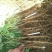 白芍种苗生茬地一公分以上的成活率高包技术！