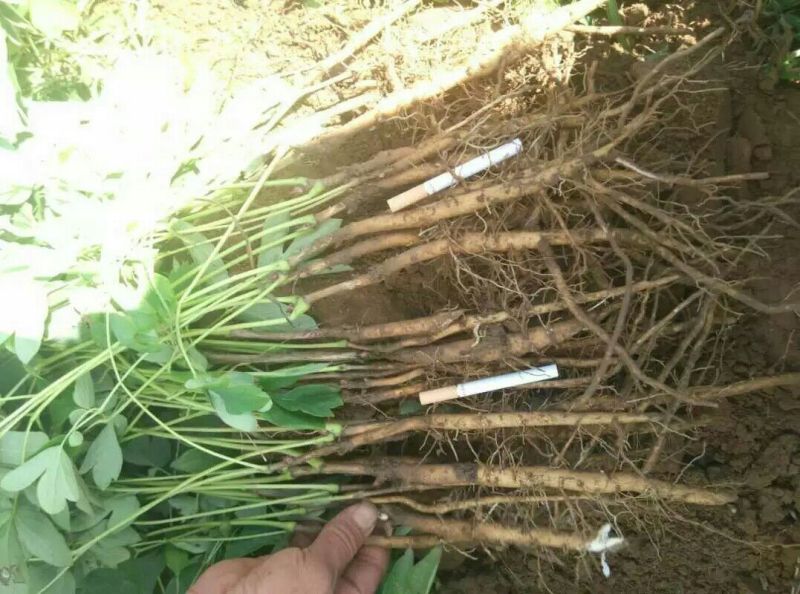 白芍种苗生茬地一公分以上的成活率高包技术！