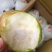 库尔勒香梨