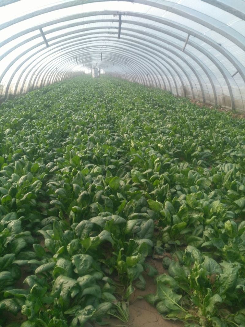 大叶菠菜25~30厘米