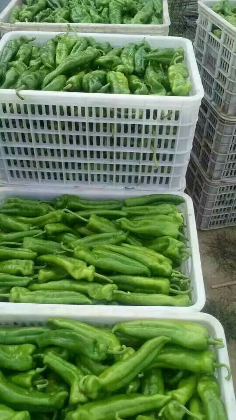 鲜辣椒大青椒4cm以上大量货源301辣椒