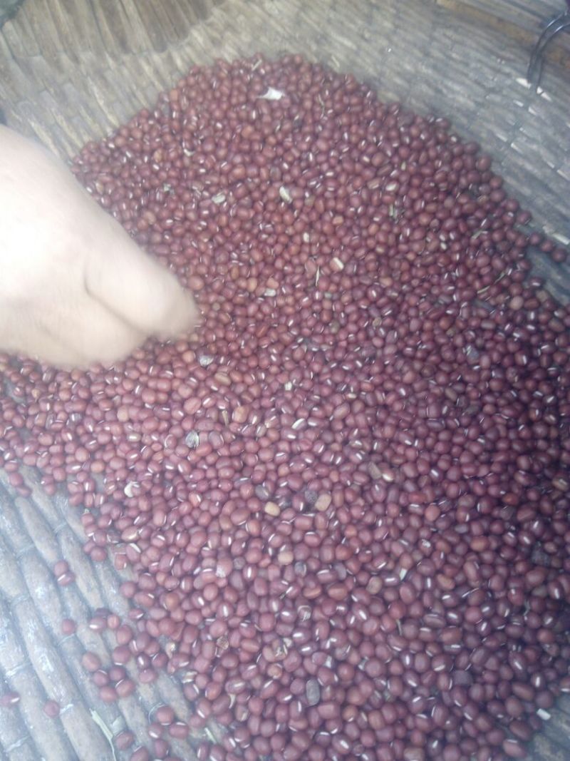 红小豆袋装