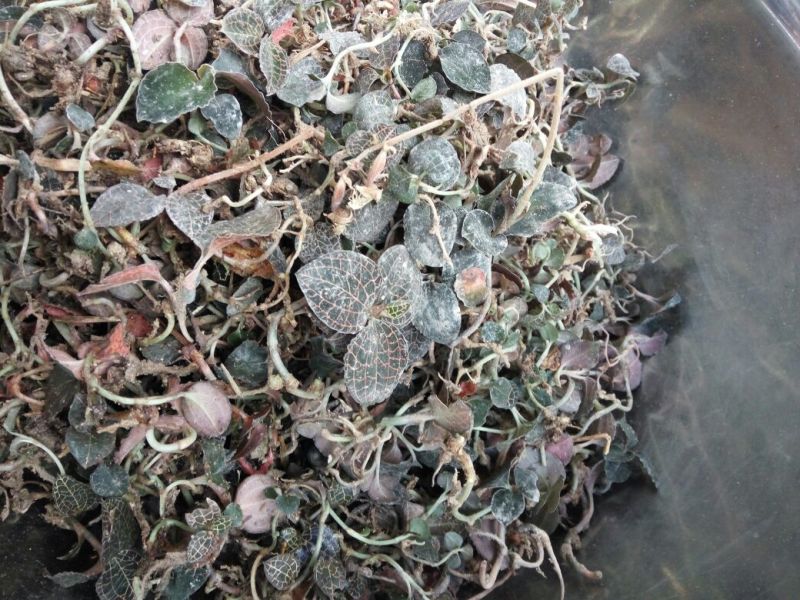 金线莲鲜货
