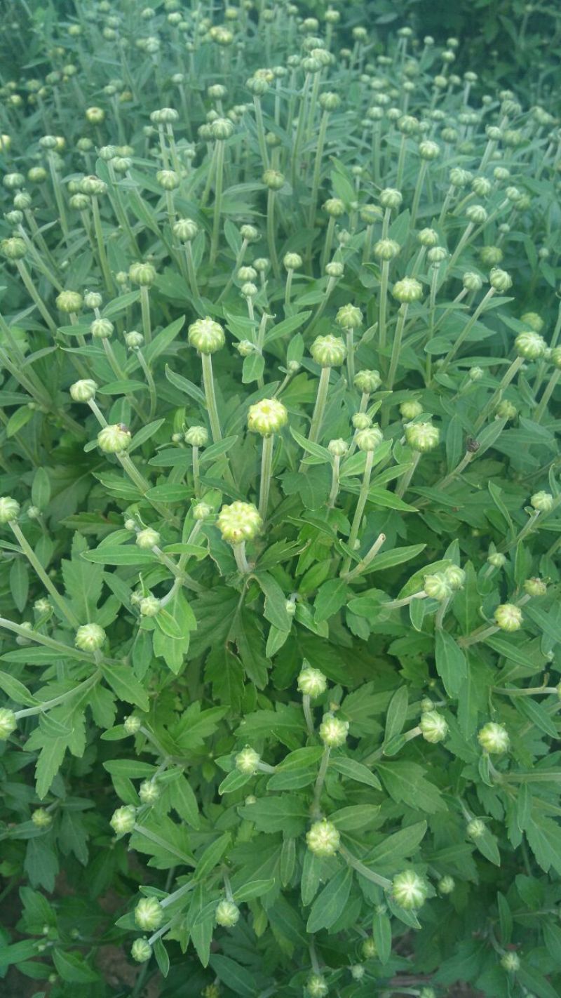 菊花茶