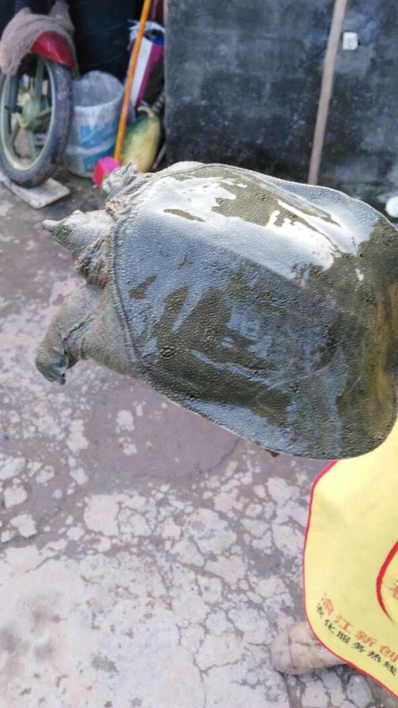 生态甲鱼
