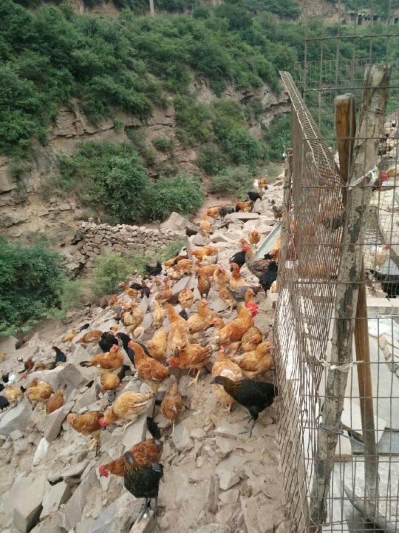 绿壳鸡蛋孵化50g以下