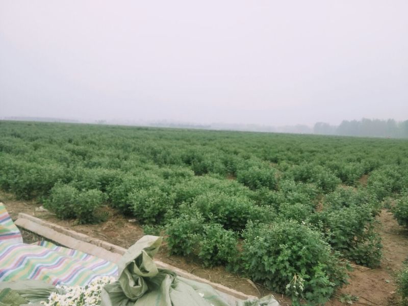 菊花茶