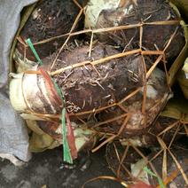 槟榔芋6厘米以上，支持全国发货，质量保证