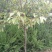 樱花3公分樱花树早樱和晚樱的区别8公分日本早樱
