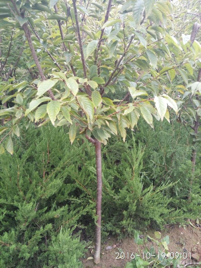 樱花3公分樱花树早樱和晚樱的区别8公分日本早樱