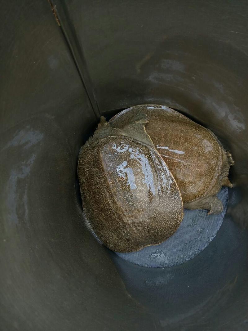 冷水甲鱼纯外塘生态鳖运到包活独个包装
