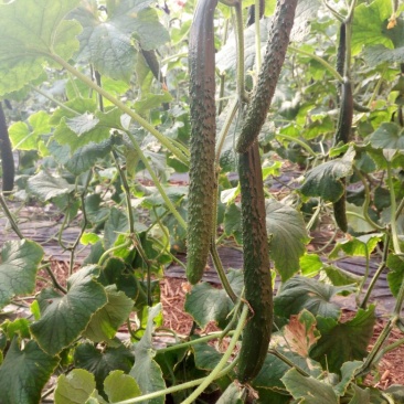 刺黄瓜18~22公分干花带刺