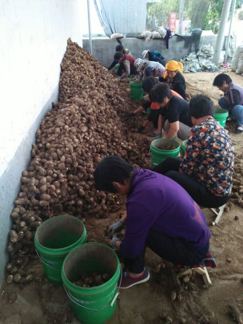 毛芋头大量供应可种植个头大口感香浓发往全国各地