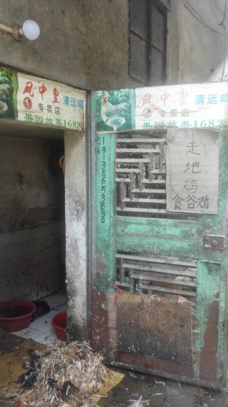 走地鸡散养土鸡，散养土鸡蛋4~5斤