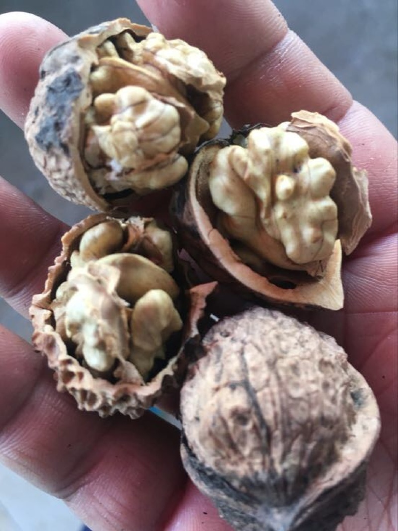 薄皮核桃去皮干