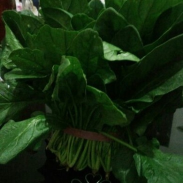 菠菜30~35厘米