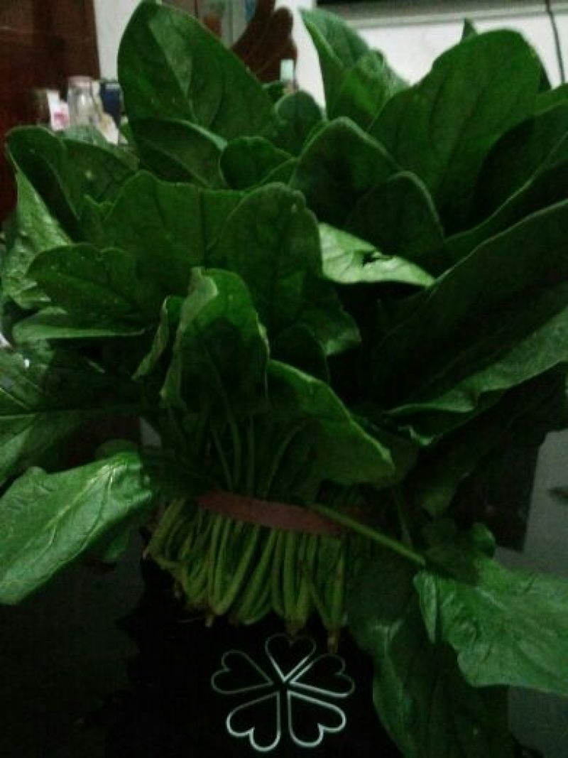 菠菜30~35厘米