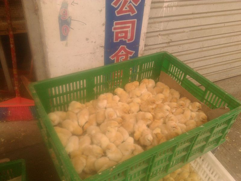 鸡苗1斤以下