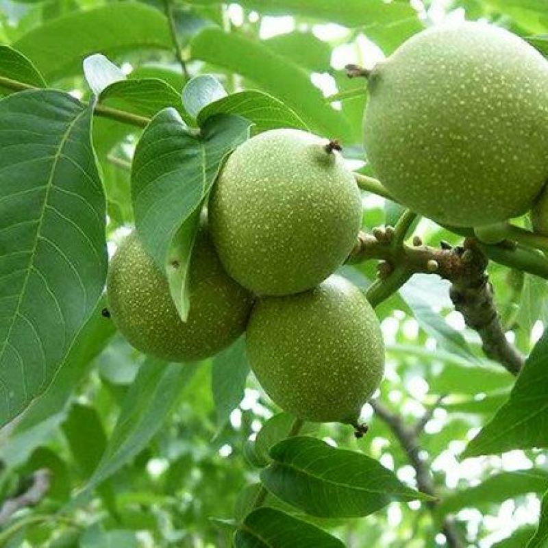 野生核桃