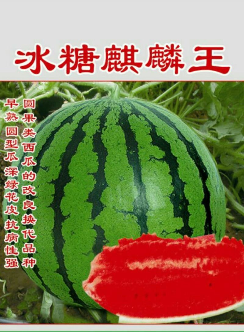 白茄子种子