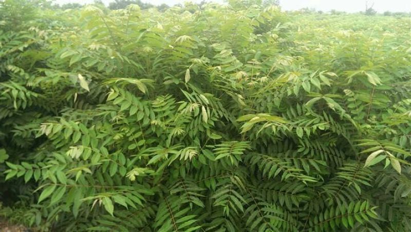 香椿苗，红油香椿树苗、黑油香椿苗，各种规格包正质量