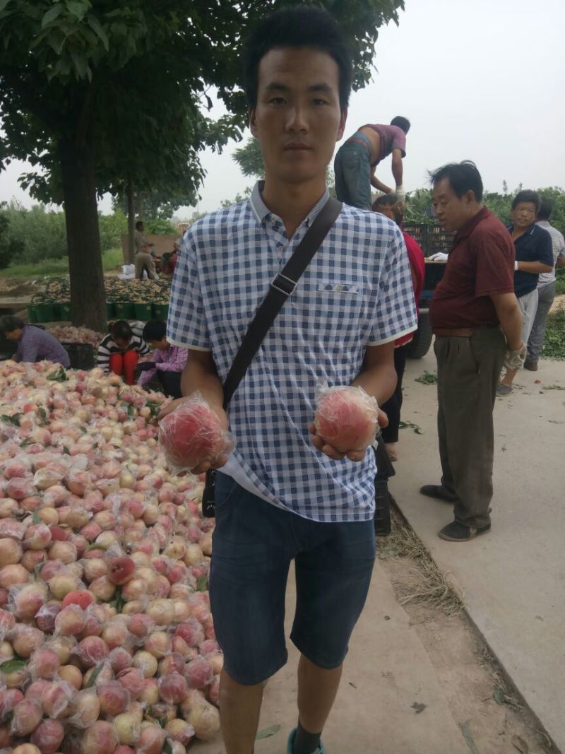 膜袋毛桃批发，大个膜袋毛桃基地，秦王毛桃，超越毛桃价格