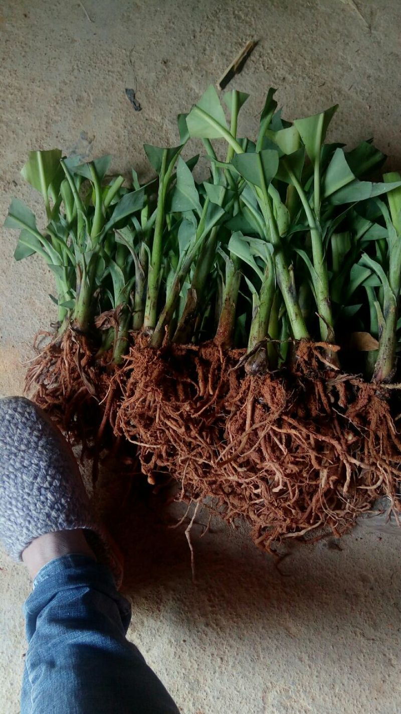 香蕉苗原种1~2年