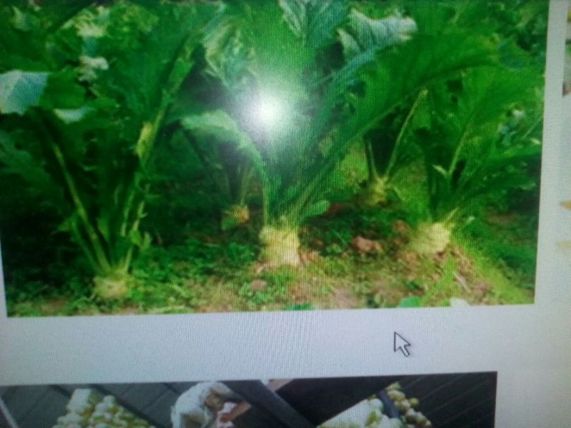 芥菜头4两以上