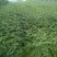 花椒苗大红袍花椒苗无刺花椒苗品种纯1-2年苗