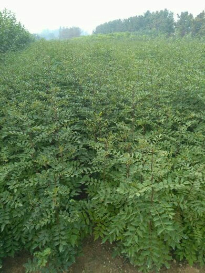 花椒苗大红袍花椒苗无刺花椒苗品种纯1-2年苗