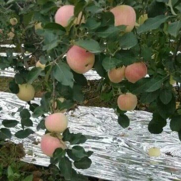 红富士苹果80mm以上膜袋