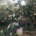 洛川苹果70mm以上纸袋