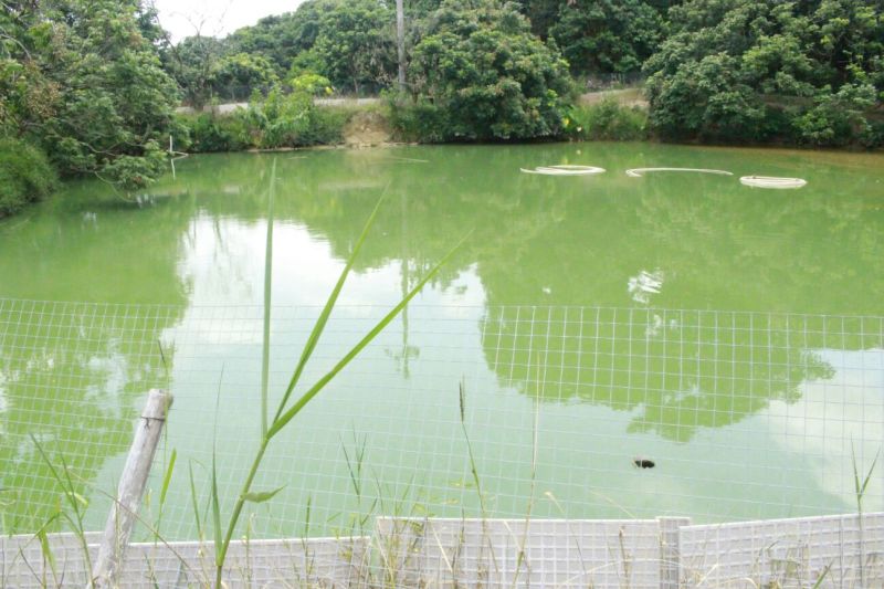 山瑞鳖5斤以上