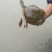 鳖1~3斤