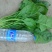 大叶菠菜25~30厘米