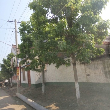 楸树
