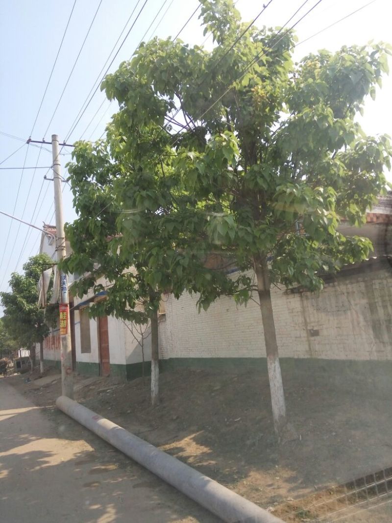楸树