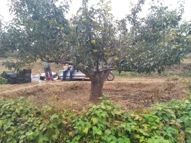 苹果梨500~550g纸箱