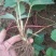 草莓苗10~20cm