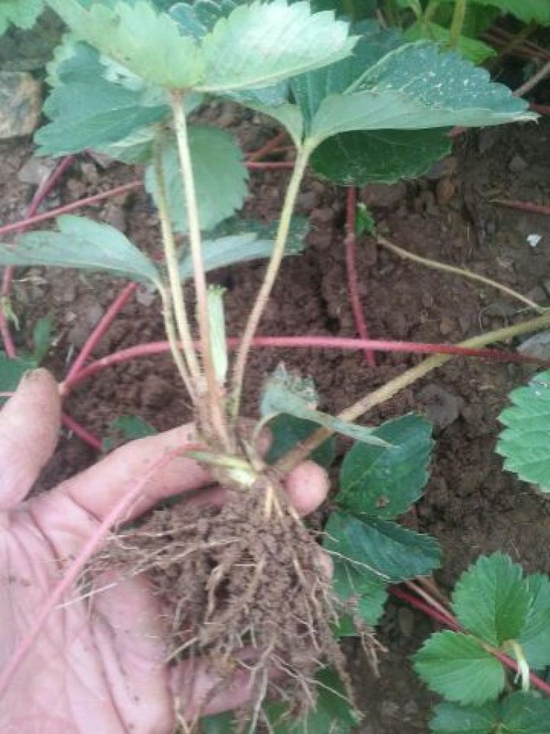 草莓苗10~20cm
